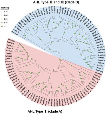 Genome-wide analysis of radish AHL gene family and functional verification of RsAHL14 in tomato